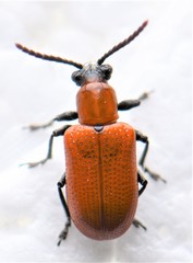 Crioceris orientalis
