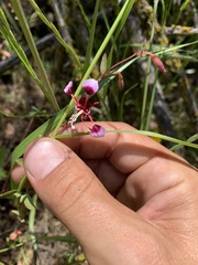Clarkia springvillensis