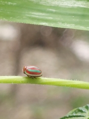 Hemisphaerius formosus