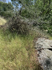 Clarkia springvillensis