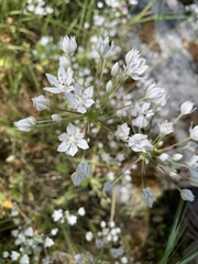 Allium hyalinum