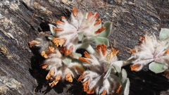 Acmispon argophyllus argophyllus
