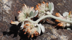 Acmispon argophyllus argophyllus