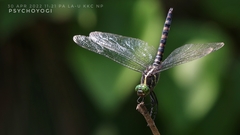 Onychothemis testacea
