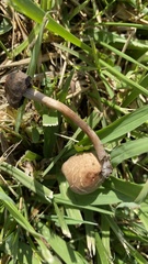 Panaeolus subbalteatus
