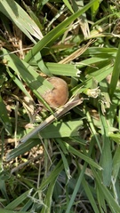 Panaeolus subbalteatus