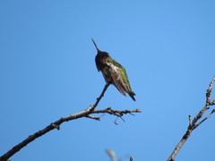 Calypte anna