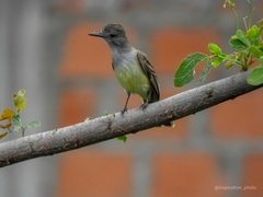 Myiarchus panamensis