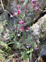 Clarkia springvillensis