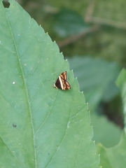 Choreutis xanthogramma