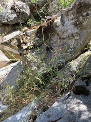 Clarkia springvillensis