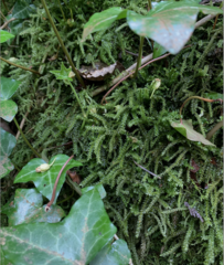 Thamnobryum neckeroides