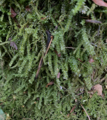 Thamnobryum neckeroides