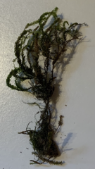 Thamnobryum neckeroides