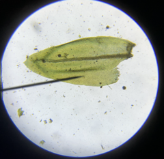 Thamnobryum neckeroides