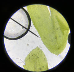 Thamnobryum neckeroides