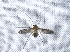 Macrocerinae