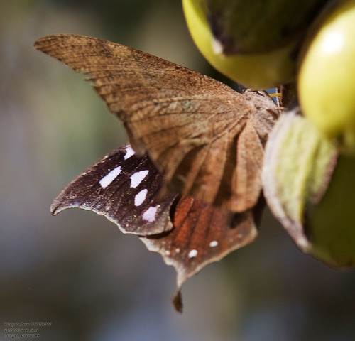 Pale-spotted Leafwing photo 4
