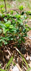 Clinopodium carolinianum