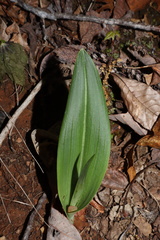 Platanthera clavellata