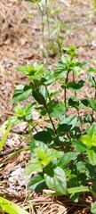 Clinopodium carolinianum