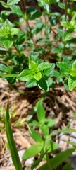 Clinopodium carolinianum
