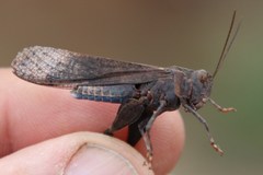 Scintharista magnifica