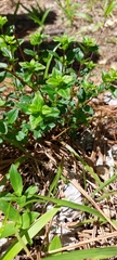 Clinopodium carolinianum
