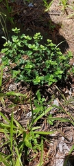 Clinopodium carolinianum