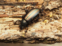Tarpela micans