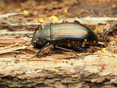 Tarpela micans