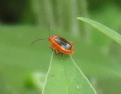 Disonycha discoidea