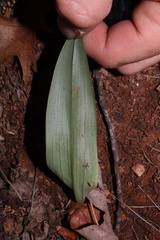 Platanthera clavellata
