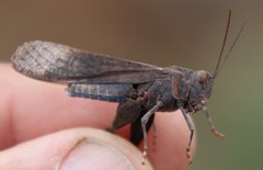 Scintharista magnifica