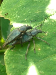 Elytrurus caudatus