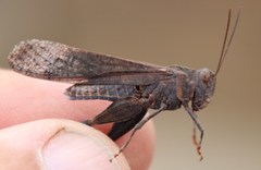 Scintharista magnifica