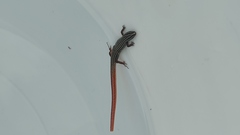 Vanzosaura multiscutata