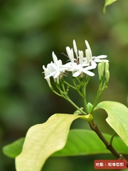 Tarenna gracilipes
