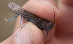 Scintharista magnifica