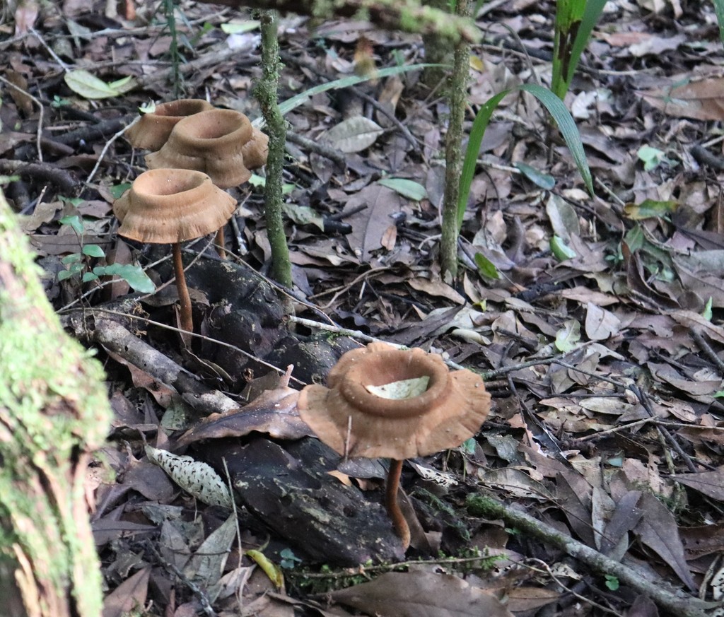 Panus velutinus · May 2022 · photo: © curupira-boitata (iNaturalist, cc-by)