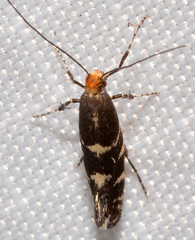Callisto denticulella
