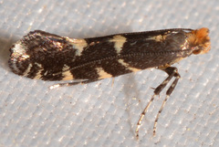 Callisto denticulella