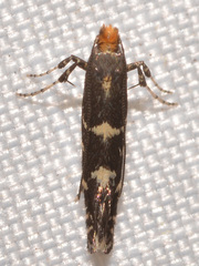 Callisto denticulella