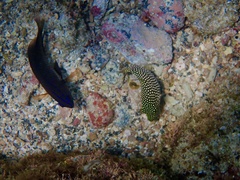 Canthigaster punctatissima
