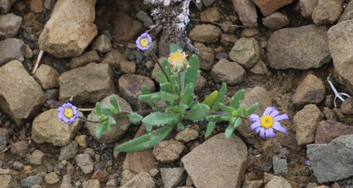 Image of Felicia namaquana by (c) Tony Rebelo, some rights reserved (CC BY-SA)