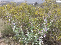Penstemon spectabilis spectabilis