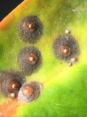 Chrysomphalus pinnulifer