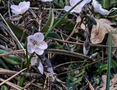 Claytonia rosea