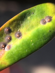 Chrysomphalus pinnulifer