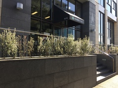 Chrysomphalus pinnulifer